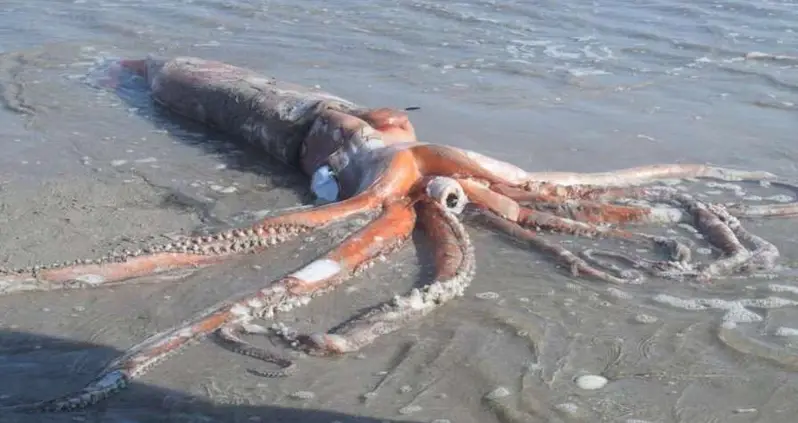 Giant Squid The Length Of A Volkswagen Washes Up On A South African Beach