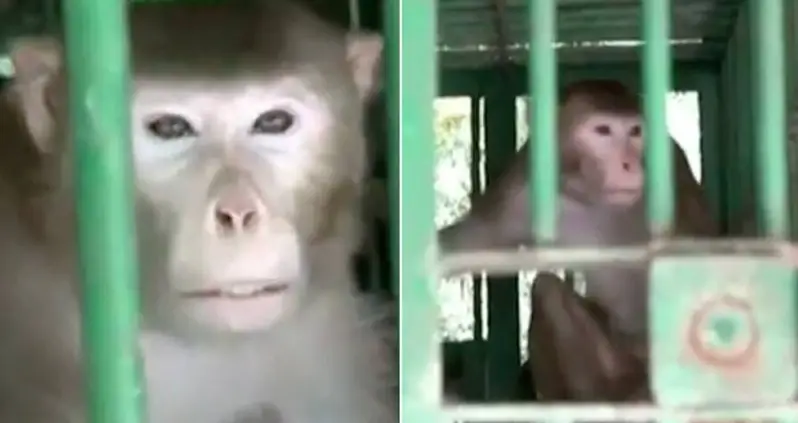 Rampaging Alcoholic Monkey Bites 250 People And Kills One In India