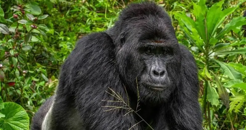 Poachers Arrested For Stabbing A Rare Gorilla Named Rafiki To Death In Uganda