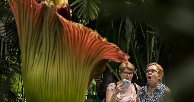 A Once-In-A-Decade Corpse Flower Bloom Just Happened — And You Can See It Here