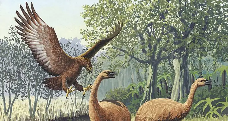 Meet The Haast’s Eagle, New Zealand’s ‘Lost Giant’ That Went Extinct 600 Years Ago