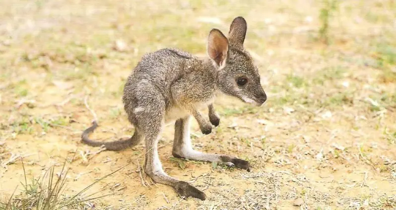 44 Adorable Baby Animals That Could Make Any Bad Day Better