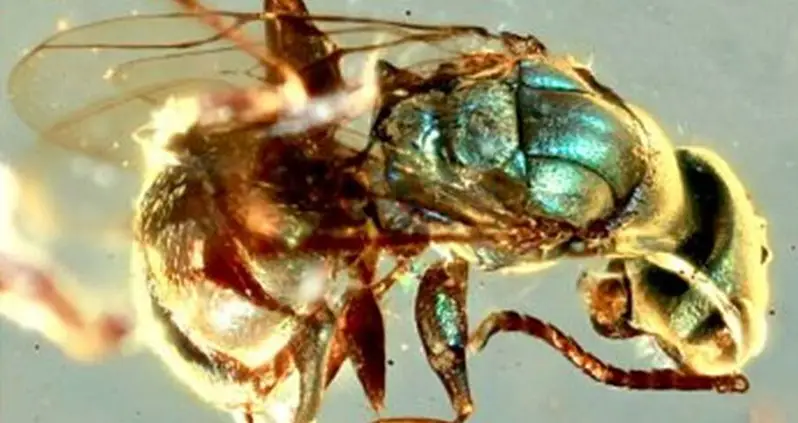 These Insects Preserved In Amber Are Still Stunningly Colorful Even After 99 Million Years