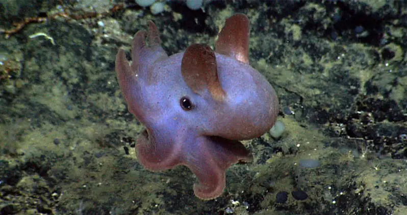 Meet The Dumbo Octopus That Navigates The Deep Sea With Its Elephant-Ear Fins