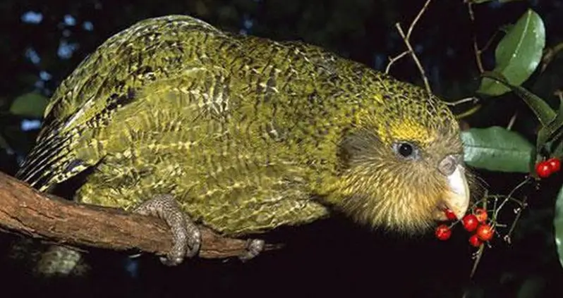 Meet The Kakapo, The Rotund New Zealand Parrot On The Brink Of Extinction