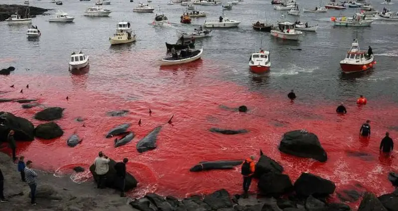 Mass-Slaughter Of 250 Whales In Faroe Islands Turns The Sea Red And Sparks Outrage