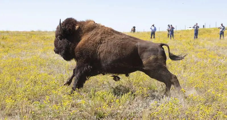 Yellowstone Bison Gores 72-Year-Old Woman Multiple Times While She Was Trying To Take Its Photo