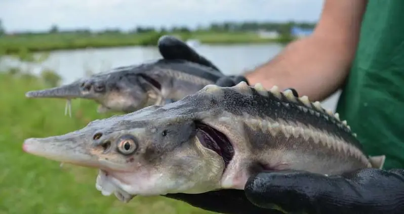 Scientists Accidentally Created A Hybrid Of Two Fish That Last Shared An Ancestor In The Jurassic Period