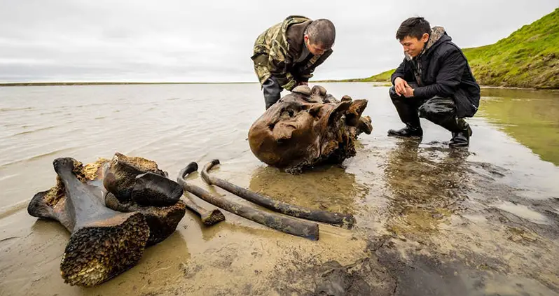 Reindeer Herders Stumble Upon 10,000-Year-Old Woolly Mammoth Skeleton With Ligaments Intact