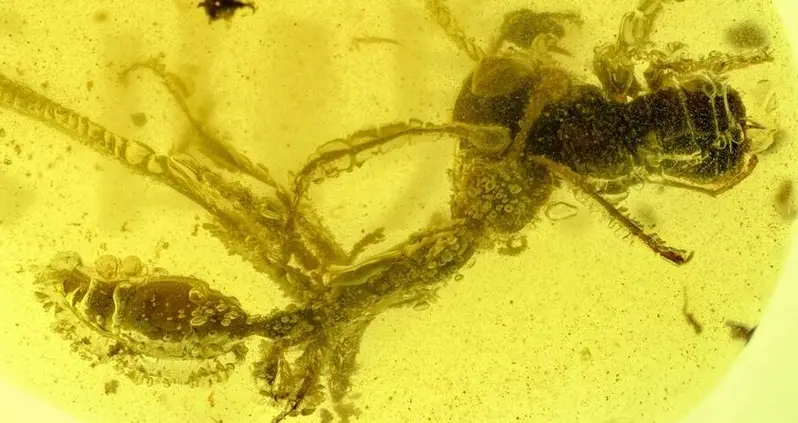 Prehistoric ‘Hell Ant’ Found Frozen Inside Amber Fossil Devouring Its Prey