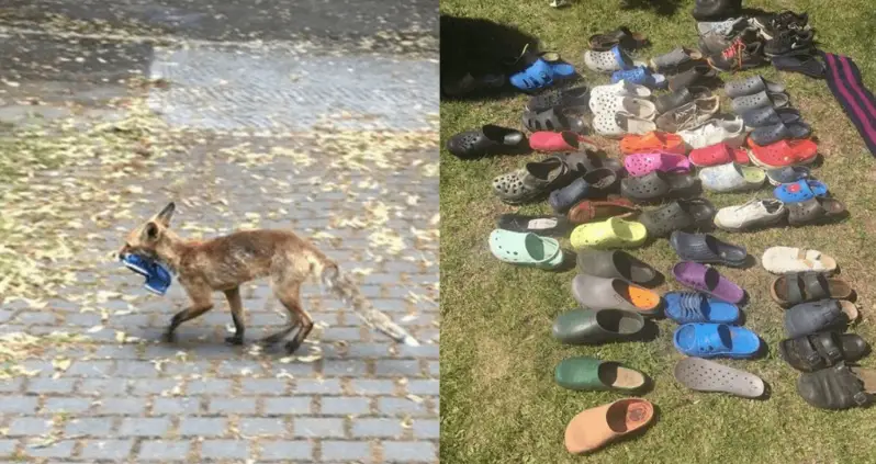 A Mysterious Thief Who Stole Over 100 Pairs Of Shoes Turns Out To Be A Wild Fox