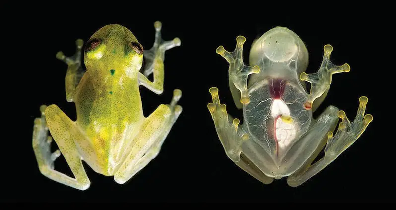 Meet The Glass Frog, The Transparent Amphibian That’s Baffled Scientists And Foiled Predators