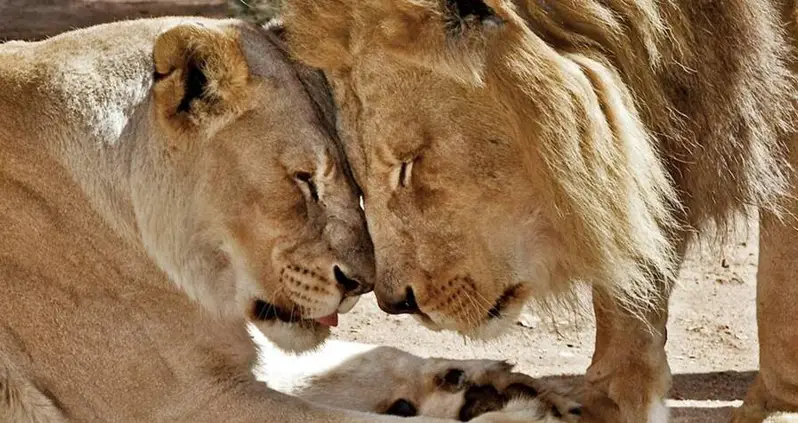 21-Year-Old ‘Inseparable’ Lion Couple Euthanized Together Due To Health Problems