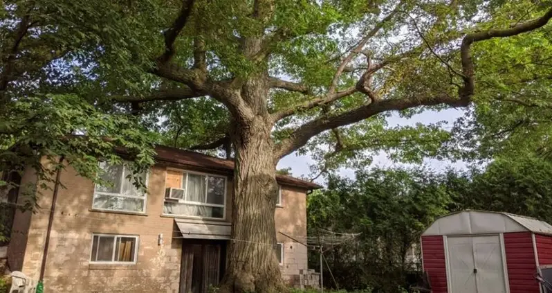 Toronto Residents Try To Save Oak Tree That’s Older Than Canada