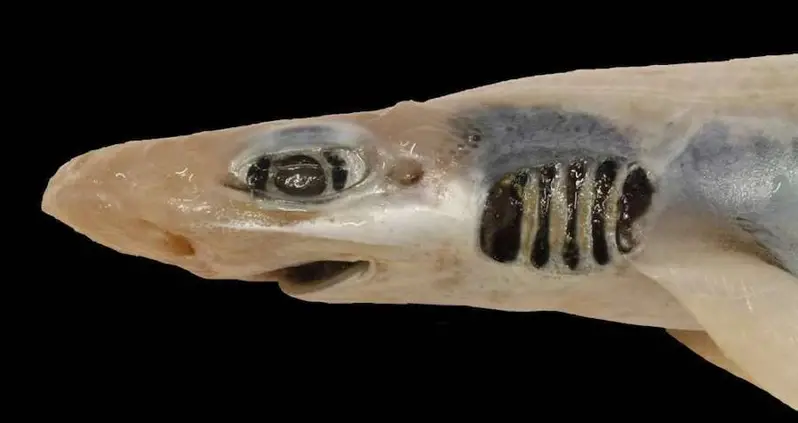 Scientists Found A Shark Without Skin Or Teeth Miraculously Thriving In The Mediterranean Sea