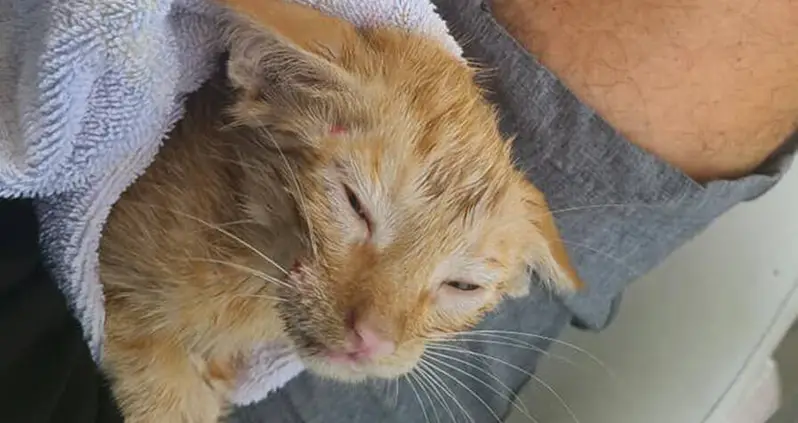 Kitten Rescued From The Open Waters Of The Gulf Of Mexico