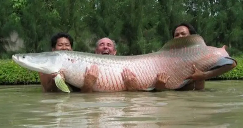 Meet The Arapaima, The Amazon ‘River Monster’ That Has Survived For 23 Million Years