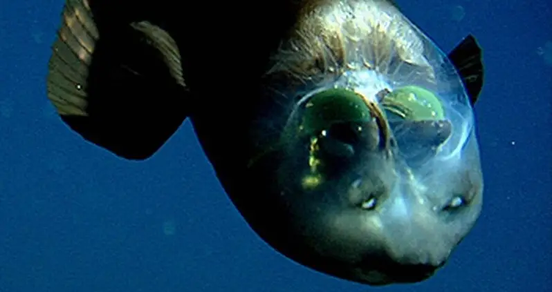 Meet The Barreleye Fish, The Deep-Sea Lurker That Hunts Using Shadows