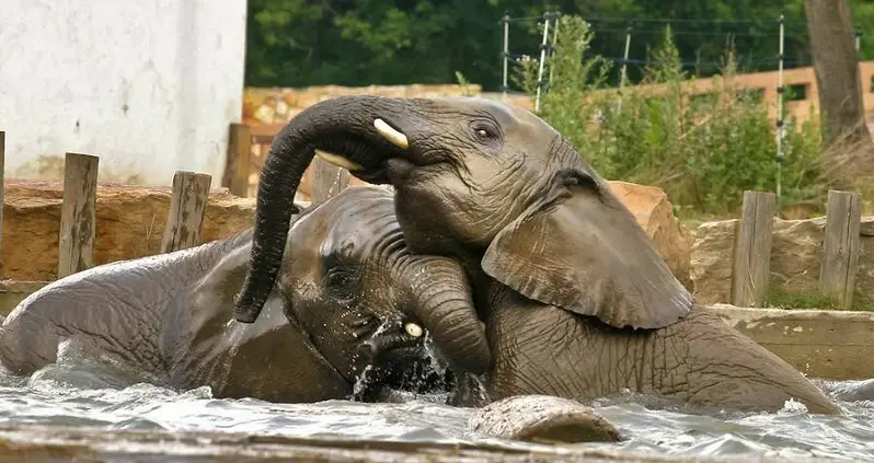 Stressed Elephants Will Be Medicated With Marijuana At Warsaw Zoo