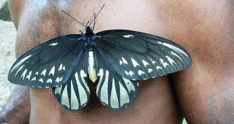 The Queen Alexandra’s Birdwing Is The Biggest Butterfly In The World — And One Of The Rarest