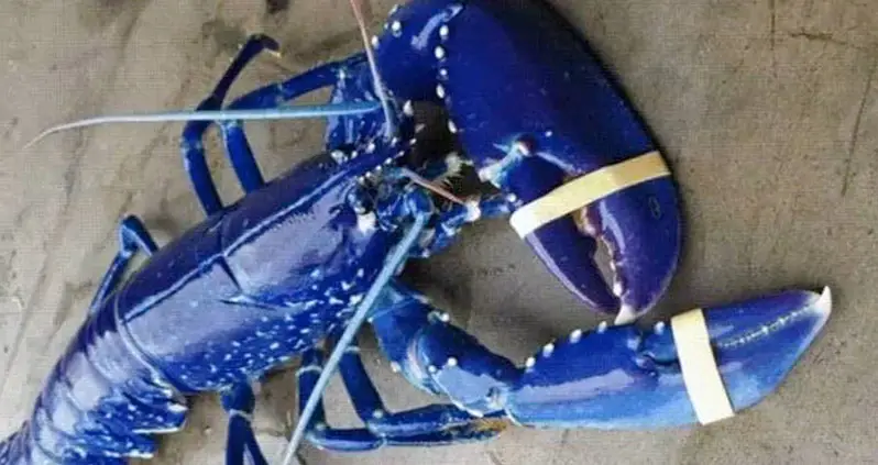 Meet The One-In-Two-Million Blue Lobster And Learn What Causes Its Stunning Hue
