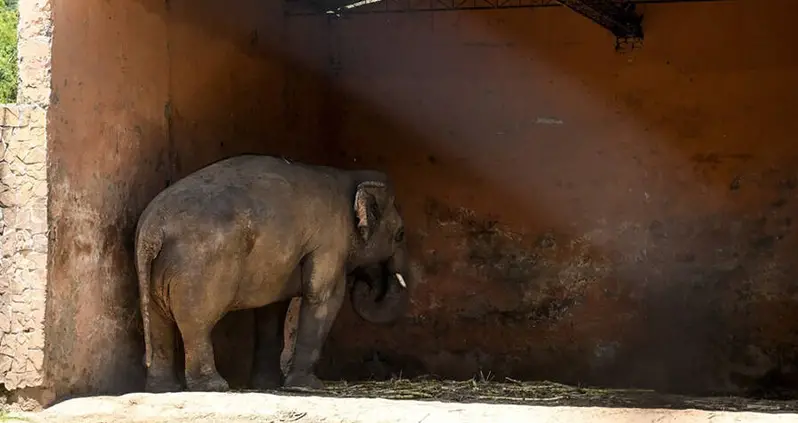 ‘World’s Loneliest Elephant’ Finally Released After 35 Years In An Abusive Pakistani Zoo