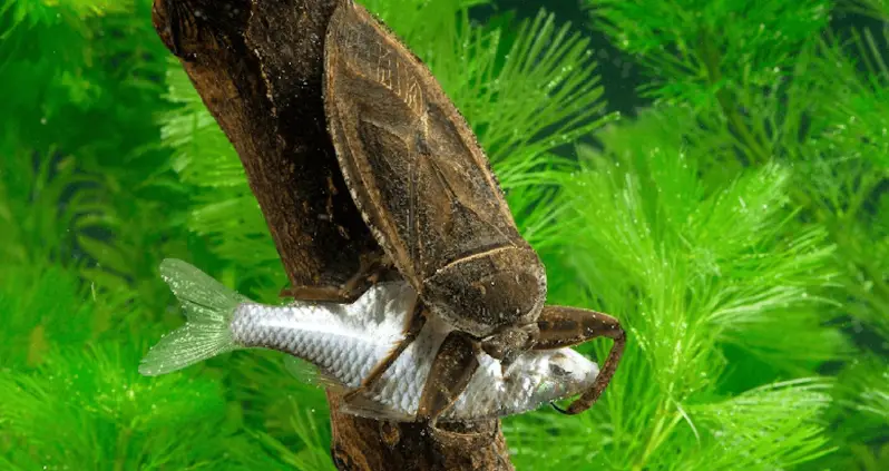 Meet The Giant Water Bug That Delivers The Most Painful Bite You’d Ever Experience