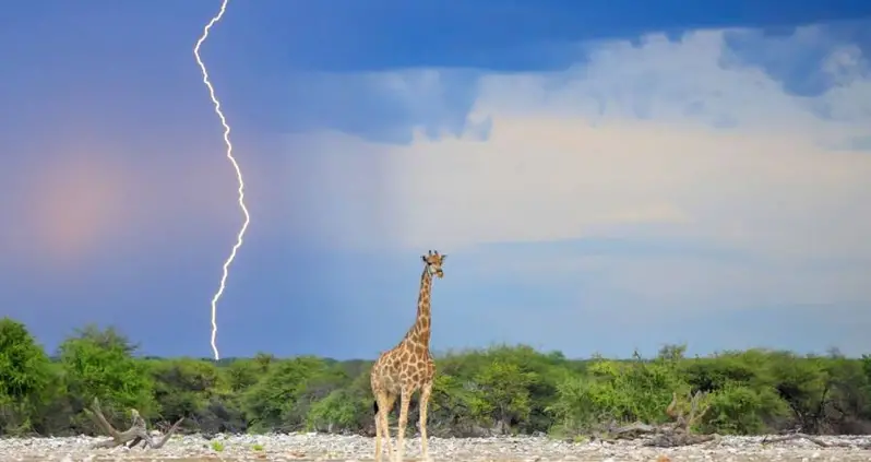 New Study Suggests That Giraffes Attract Lightning Strikes With Their Towering Height