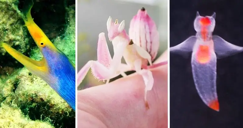 19 Fish And Insects That Are As Stunning In Real Life As They Are In Animal Crossing