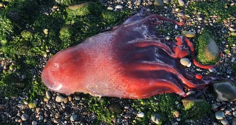 This Bizarre ‘Red Glob’ That Washed Ashore On A Washington Beach Has Scientists Puzzled