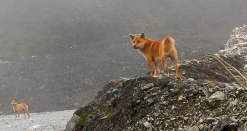 Rare New Guinea Singing Dogs Reappear In The Wild After Being ‘Extinct’ For 50 Years