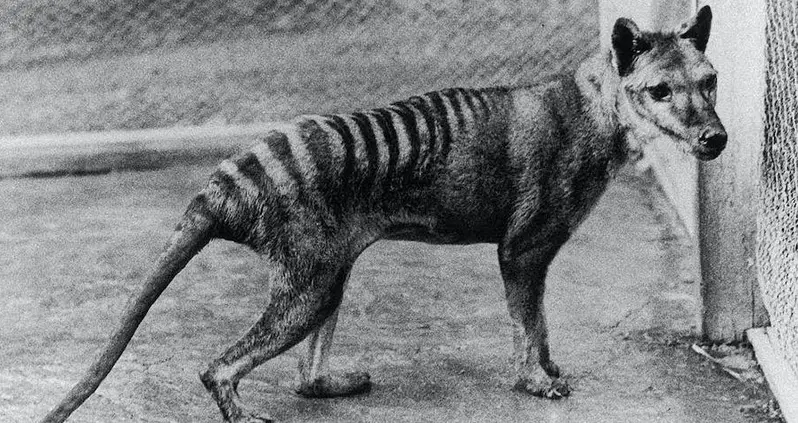 Meet The Thylacine, The ‘Extinct’ Tasmanian Tiger That Some Believe Is Still Alive