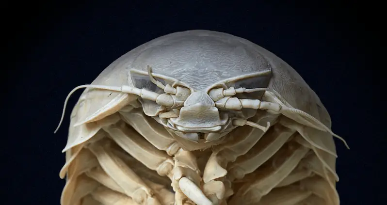 Meet The Giant Isopod, The 20-Inch-Long Crustacean Of Your Nightmares