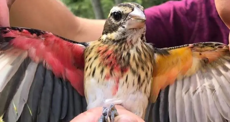 Researchers Encounter Rare Half-Male Half-Female Songbird