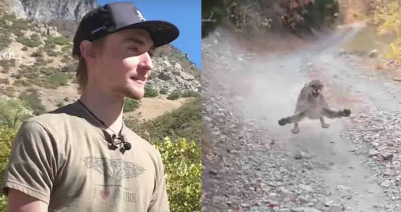 Watch As A Utah Hiker Narrowly Survives A Mountain Lion Attack After Approaching Her Cubs