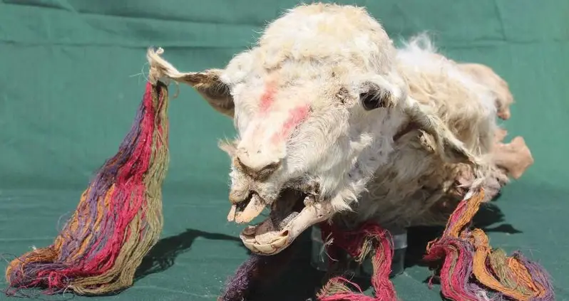 The Incas Buried These Llamas Alive 500 Years Ago — Now They’re Perfectly Preserved