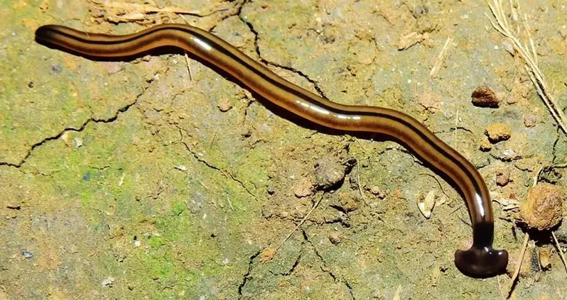 This Bizarre ‘Snake’ Found In Virginia Is Actually A Giant Hammerhead Worm