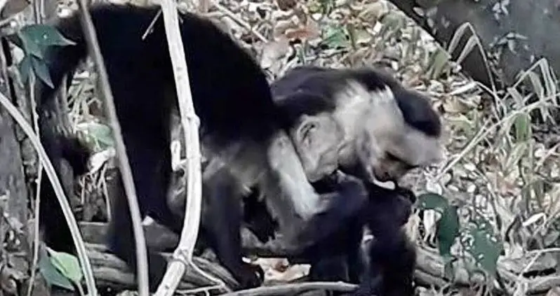 First Incident Of Cannibalism Among Adorable White-Faced Capuchins Recorded By Scientists