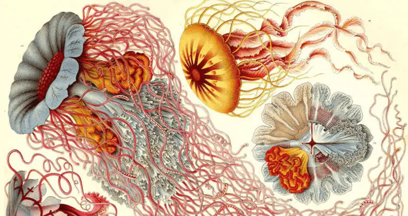 39 Vintage Illustrations Of Deep Ocean Creatures That Seem Too Strange To Be Real