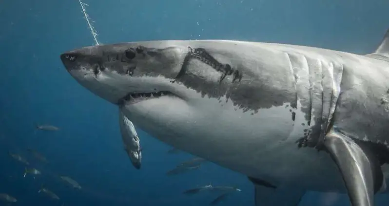 Scars Found On Great White Sharks Suggest Massive Squids Are Attacking Them