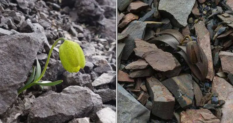 Scientists Discover A Plant That’s Evolved To Be Able To Hide From Humans