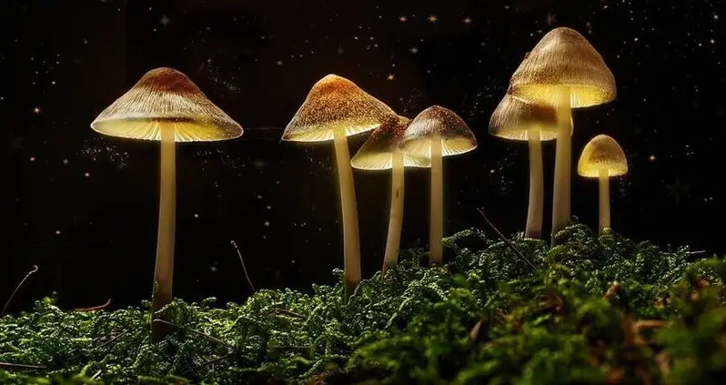 Oregon Becomes The First State To Legalize Hallucinogenic Mushrooms