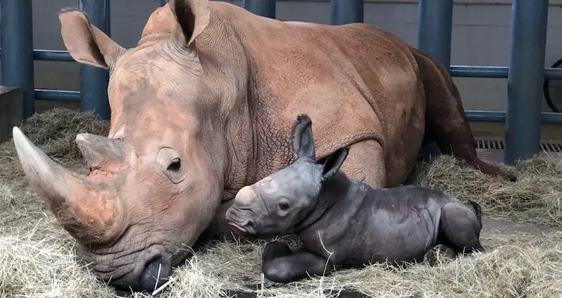 Endangered White Rhino Born At Disney’s Animal Kingdom After 16-Month Pregnancy