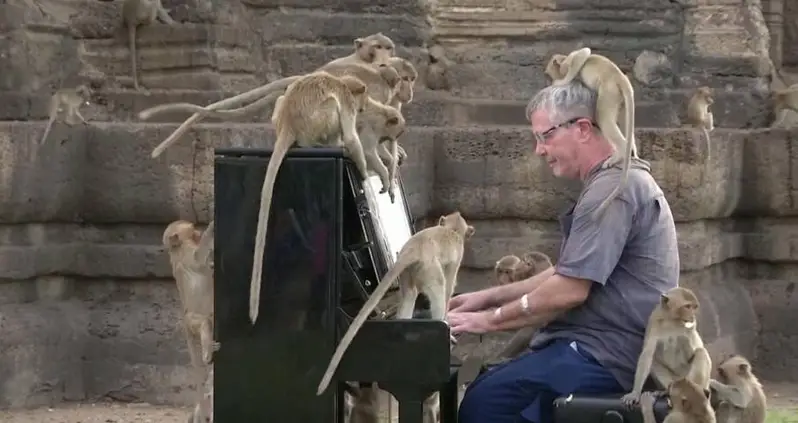 British Pianist Soothes Thailand’s Hungry Macaque Monkeys With His Music