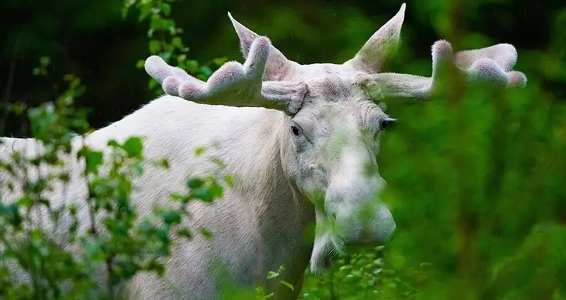 Canadian First Nations Outraged By The Killing Of ‘Sacred’ White Moose