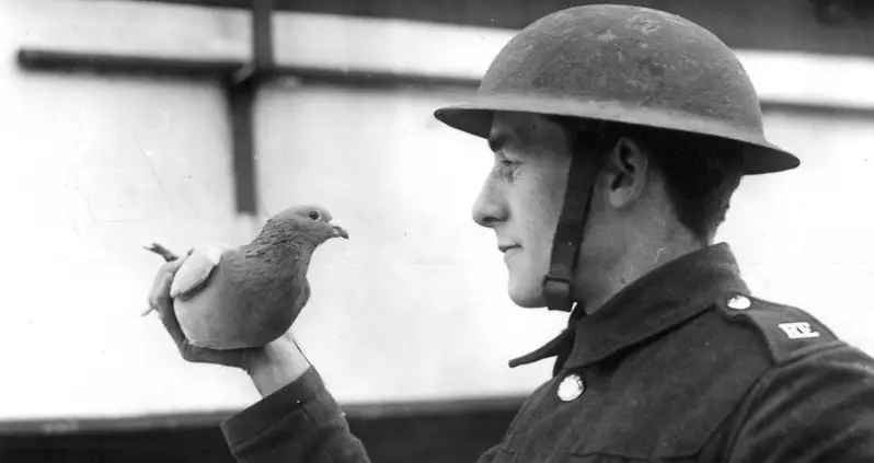 Carrier Pigeon’s Secret WW1 Message Uncovered A Century Later In French Field