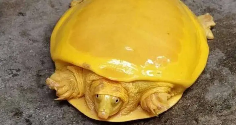 Indian Forest Service Discovers Rare Albino Turtle That Looks Like Melted American Cheese