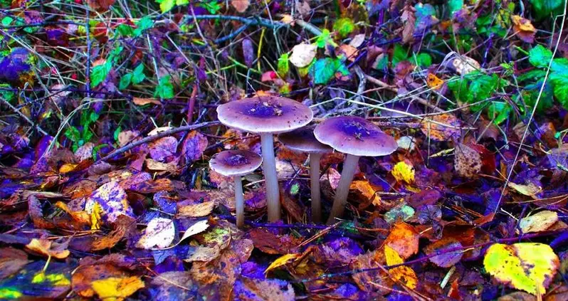 ‘Magic Mushrooms’ Started Growing In A Nebraska Man’s Blood After He Injected Them Into His Veins
