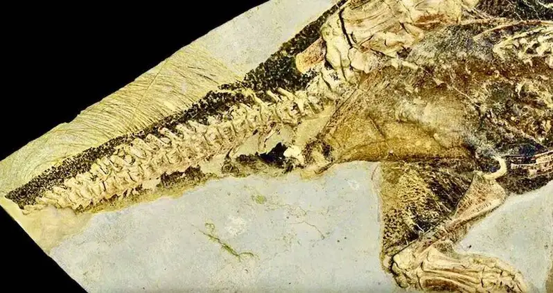 This 100-Million-Year-Old Fossil Reveals How Dinosaurs Peed, Pooped, And Had Sex