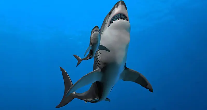 Study Finds Newborn Megalodon Sharks Were Terrifying 6-Foot Cannibals